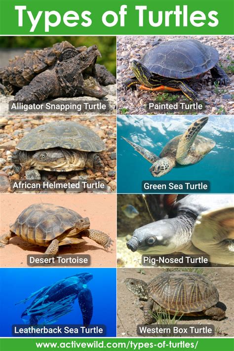 turles|different types of turtles.